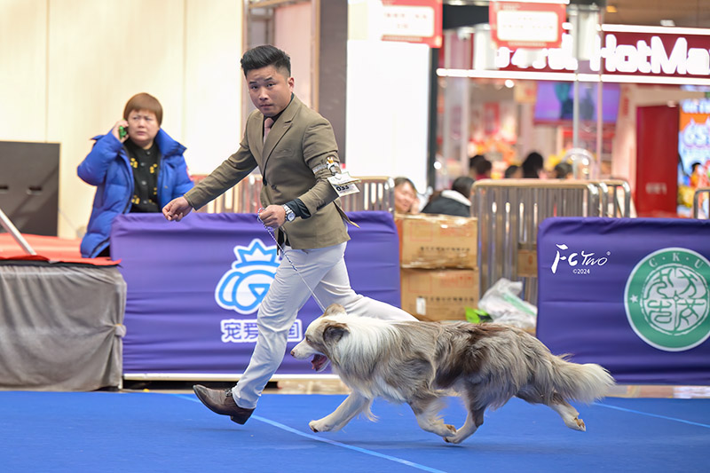 边牧犬舍 成都边牧犬舍