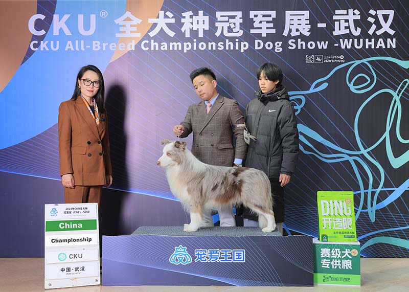 边牧犬舍 成都边牧犬舍