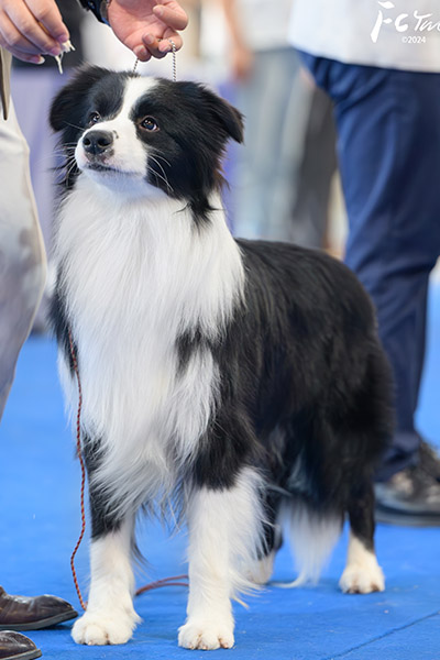 中国永久登陆冠军发财