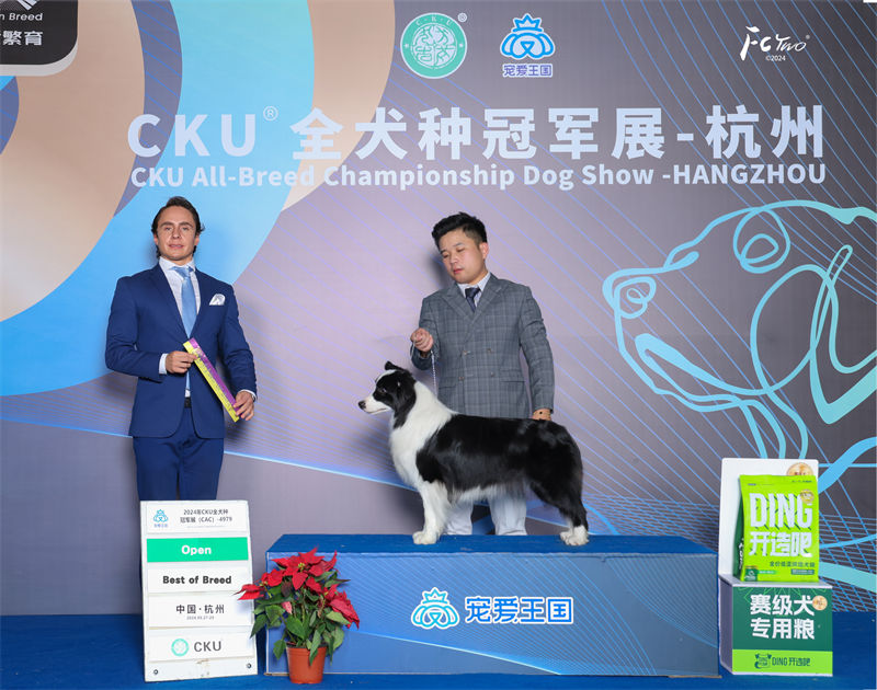 边牧犬舍 成都边牧犬舍
