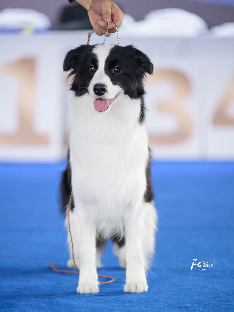 边牧犬舍 成都边牧犬舍