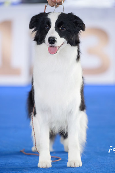 中国永久登陆冠军“饺子”