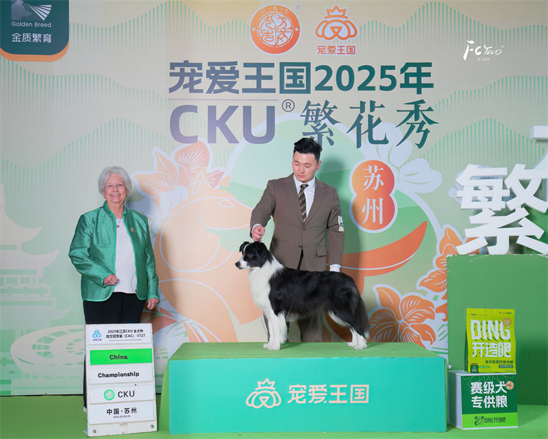 边牧犬舍 成都边牧犬舍