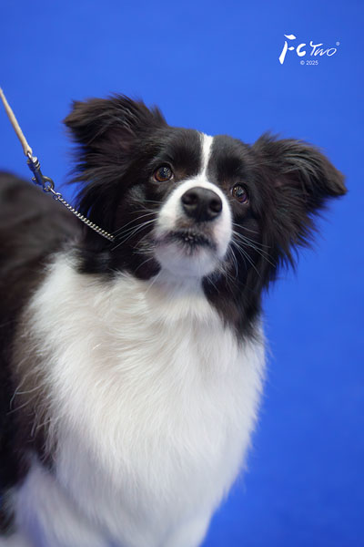 中国永久登陆冠军“牧牧”