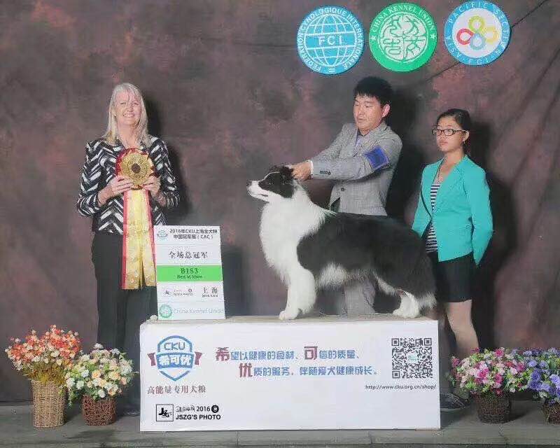 四川牧天使犬舍