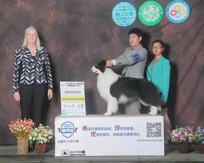 四川牧天使犬舍