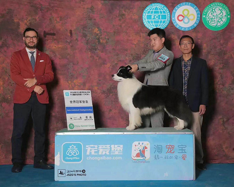 边境牧羊犬犬舍